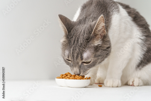 A gray and white cat eats food from a white bowl