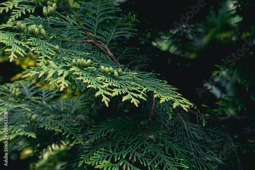 Thuja branches. Photo of nature. Closeup of thuja branches.