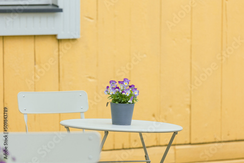 violet flowers on the table © Marika