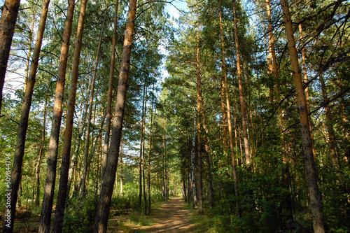 The forest path passes between tall pine trees that form an alley in a coniferous green forest in the rays of the evening sun