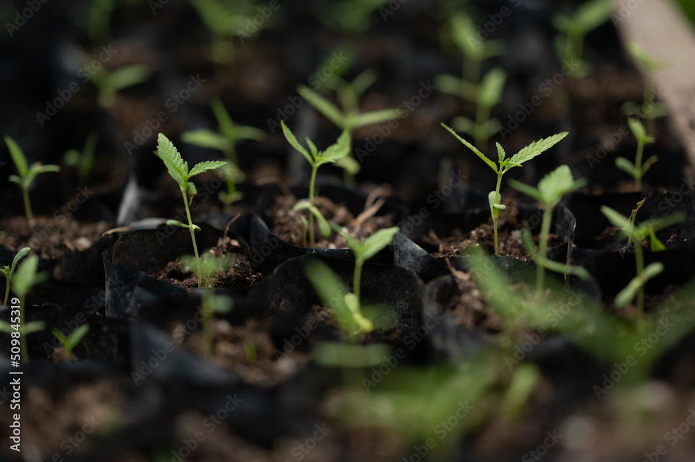 sativa marijuana plant outdoors, leaves view from above, beautiful wallpaper background sativa marijuana plant outdoors, leaves view from above, beautiful wallpaper background