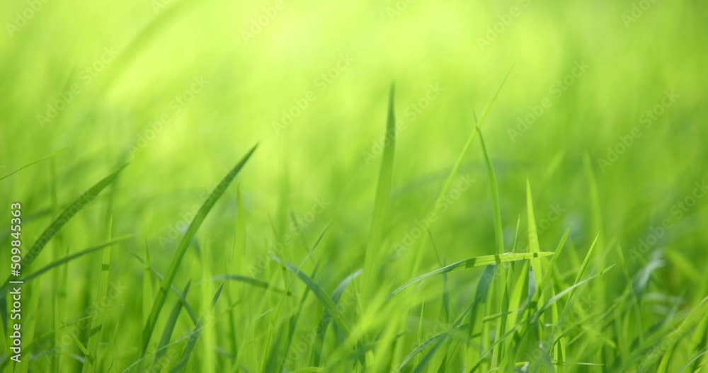 Young rice sprout ready to growing, rice growing in the field, young rice plant with the wind Young rice sprout ready to growing, rice growing in the field, young rice plant with the wind