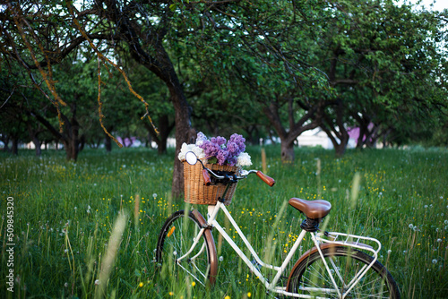 vintage bike with a bouquet of lilac flowers in the wicker basket in the spring blooming apple garden
