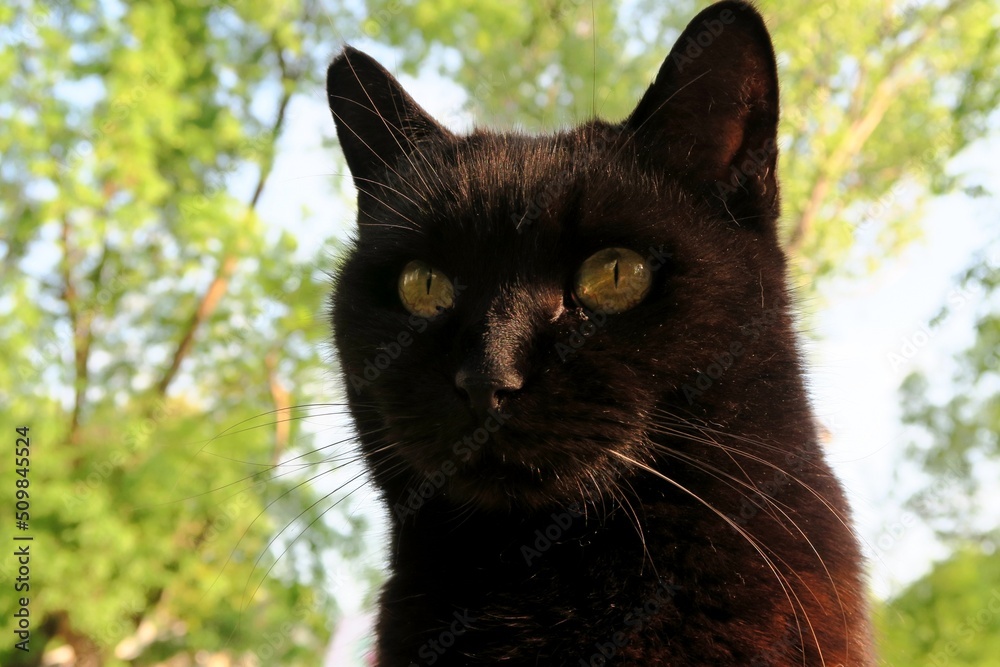 pic of italian cat living in a park pic of italian cat living in a park