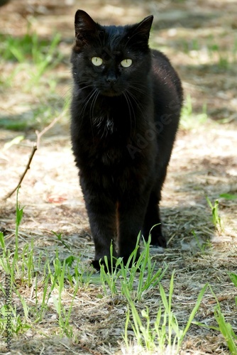 pic of italian cat living in a park