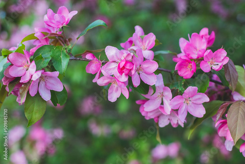 Branch with many vivid decorative red crab apple flowers and blooms in a tree in full bloom in a garden in a sunny spring day, beautiful outdoor floral background photographed with soft focus