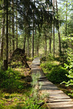 ecological wooden hiking trail , Trekking route  in forest nature reserve. Wooden walkway and forest trees, sunny summer day. travel outdoor, ecotourism, relax, recreation concept.