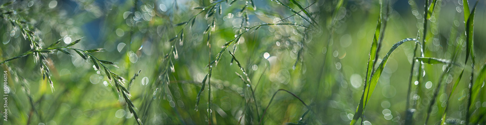 dewy grass on a morning meadow with beautiful light bokeh dewy grass on a morning meadow with beautiful light bokeh