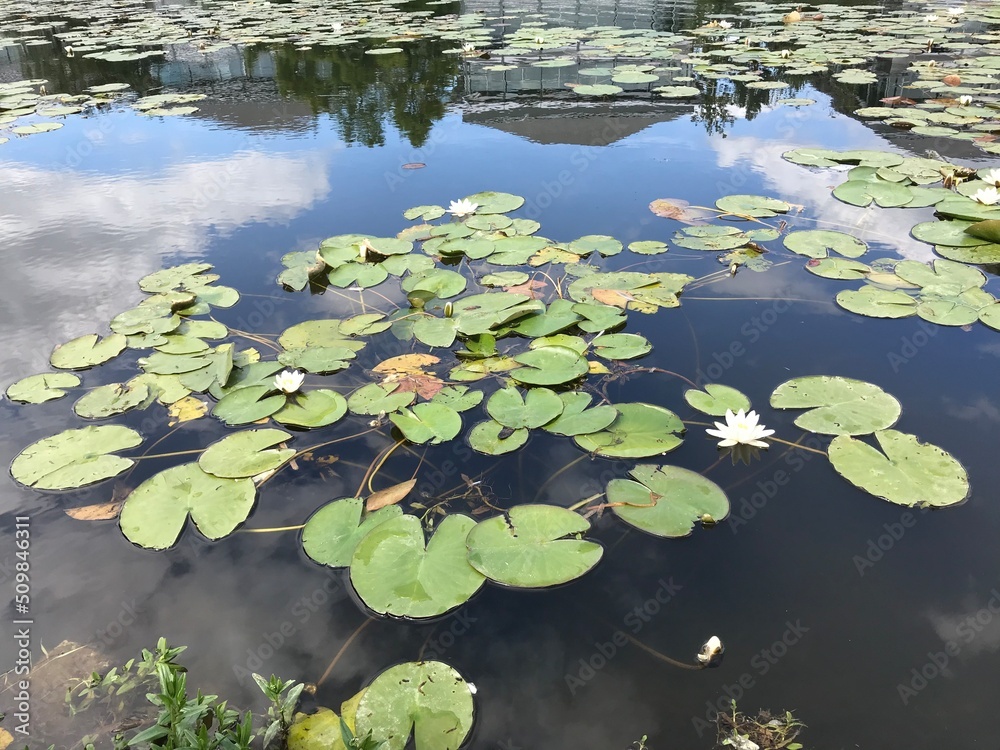 water lily in the pond water lily in the pond