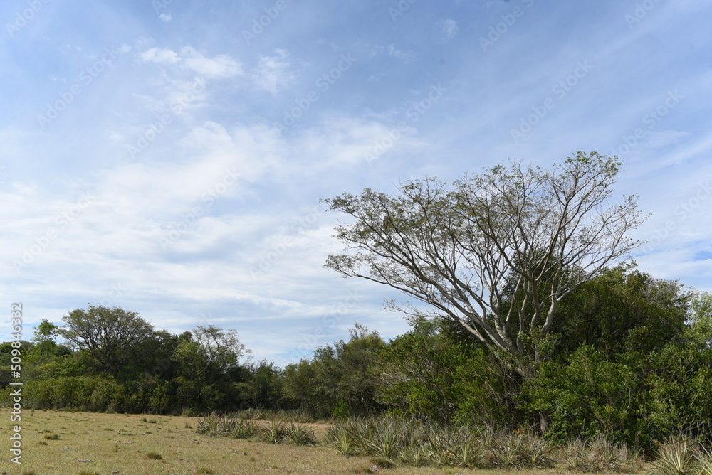 Imagenes de la llanura, campo argentino Imagenes de la llanura, campo argentino