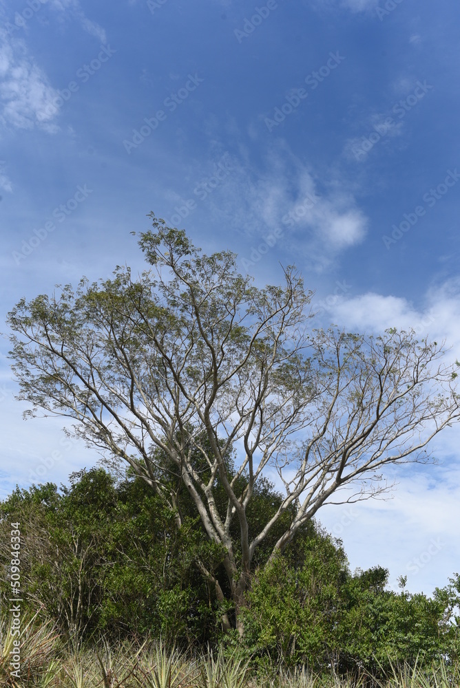 Fototapeta premium Imagenes de la llanura, campo argentino