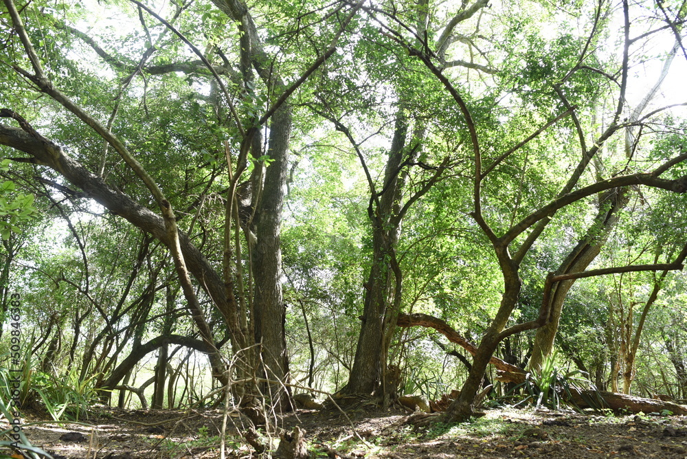 Imagenes de la llanura, campo argentino Imagenes de la llanura, campo argentino