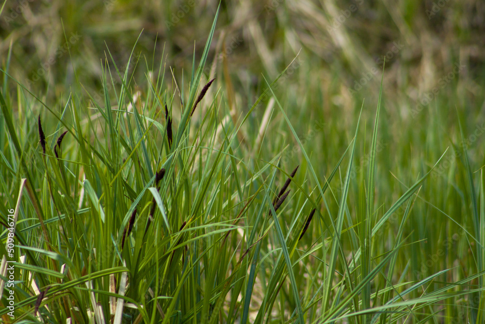 Fototapeta premium green grass background- Vegetation