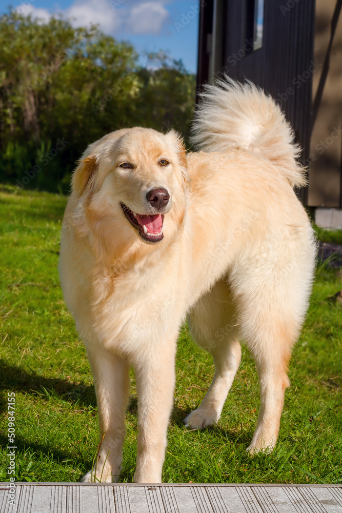 Yellow dog with long fur standing in grass looking into camera