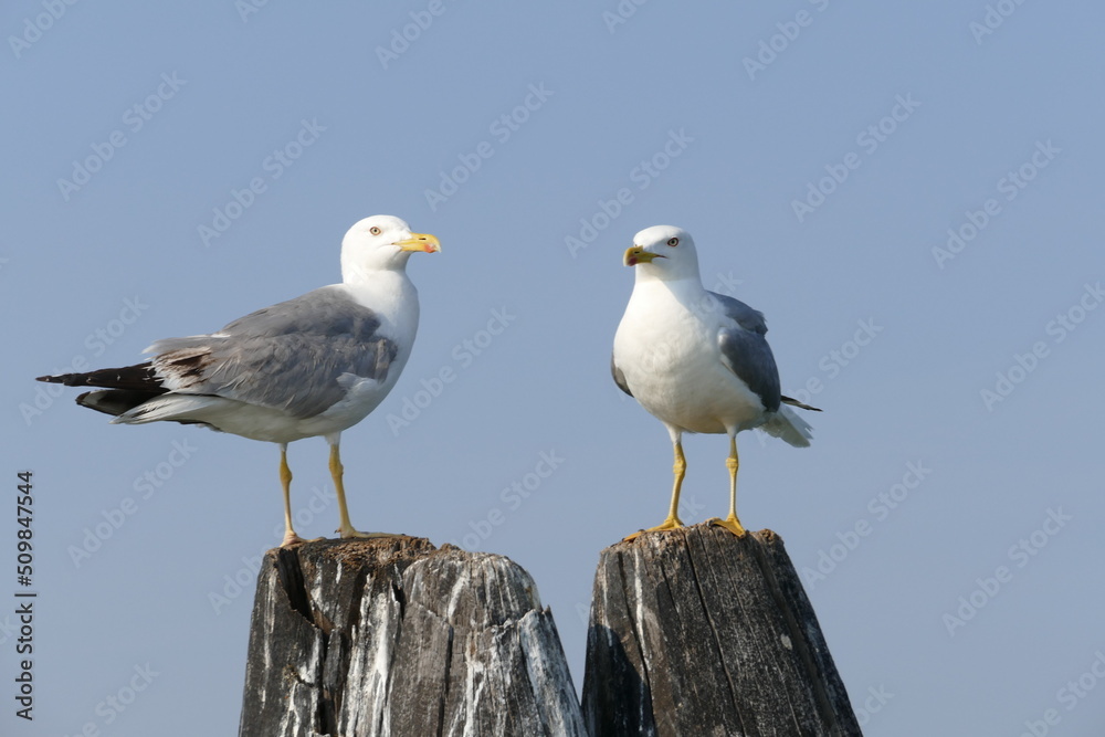 Obraz premium postcard from romantic lagoon of Venice Italy