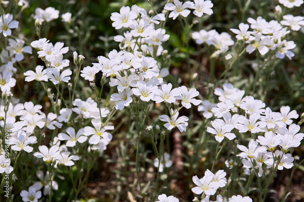 White little flowers of spring - easter-bell (Stellaria holostea). Echte Sternmiere is blooming in summer in the green grass White little flowers of spring - easter-bell (Stellaria holostea). Echte Sternmiere is blooming in summer in the green grass