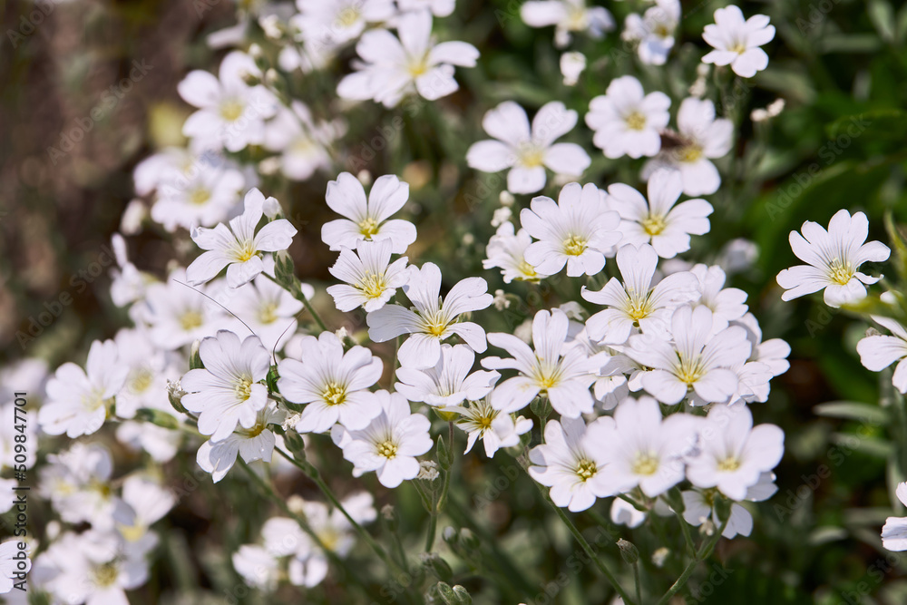 White little flowers of spring - easter-bell (Stellaria holostea). Echte Sternmiere is blooming in summer in the green grass White little flowers of spring - easter-bell (Stellaria holostea). Echte Sternmiere is blooming in summer in the green grass