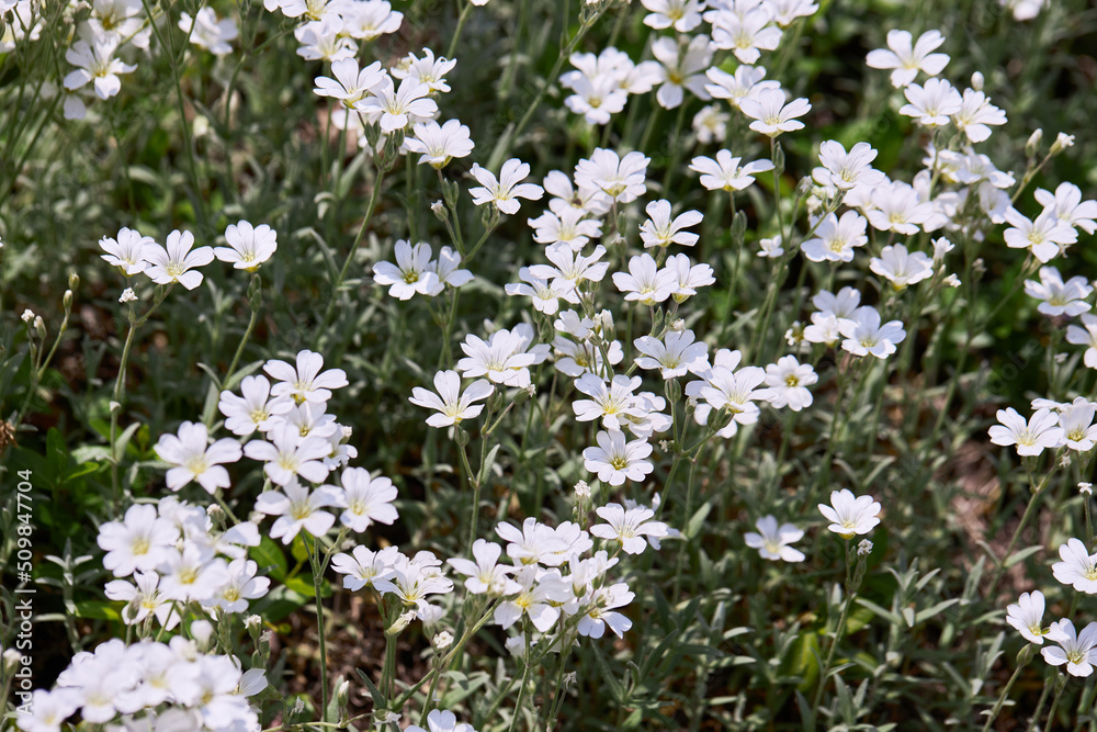 White little flowers of spring - easter-bell (Stellaria holostea). Echte Sternmiere is blooming in summer in the green grass White little flowers of spring - easter-bell (Stellaria holostea). Echte Sternmiere is blooming in summer in the green grass