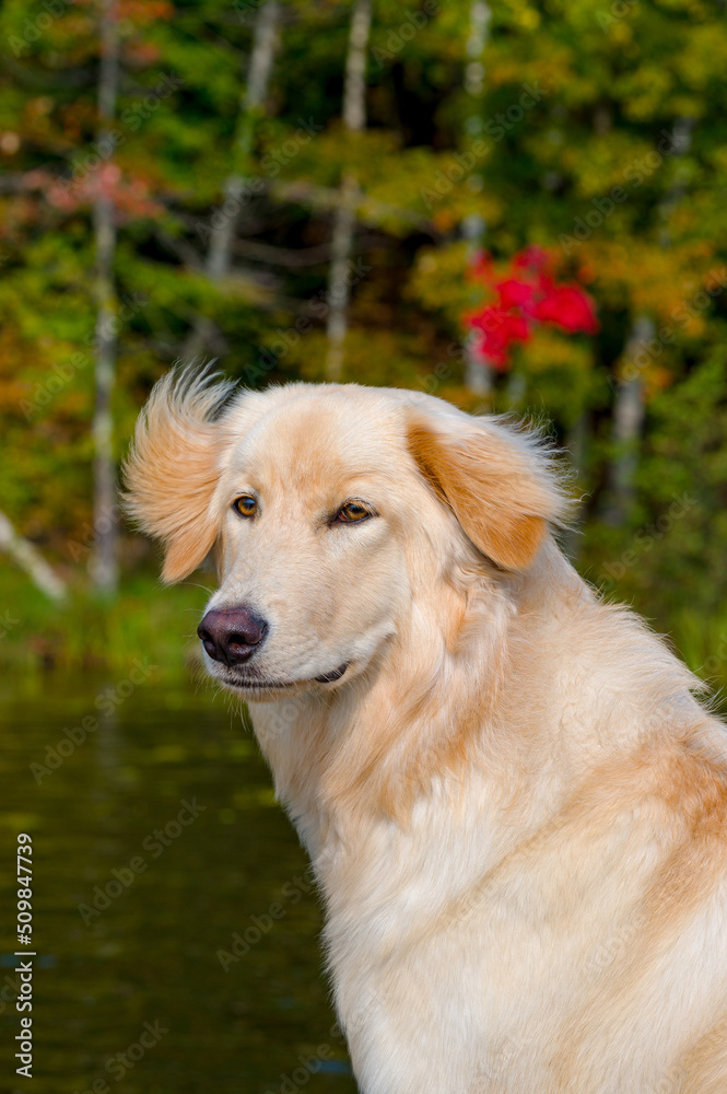 A yellow dog with long fur looking beyond camera with fur lifted by breeze