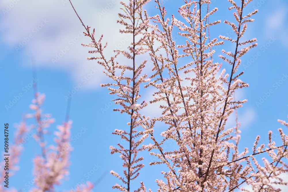Tamarix gallica, French tamarisk - deciduous, herbaceous, twiggy shrub covered with pink flowers. Blooming bush of Tamarisk (Salt cedar) in the garden Tamarix gallica, French tamarisk - deciduous, herbaceous, twiggy shrub covered with pink flowers. Blooming bush of Tamarisk (Salt cedar) in the garden