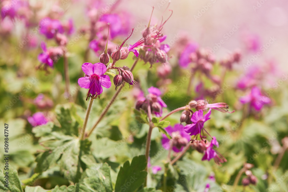 The Balkan Cranesbill or Geranium macrorrhizum. It is a cranesbill with beautiful lilac-pink flowers. The Balkan Cranesbill or Geranium macrorrhizum. It is a cranesbill with beautiful lilac-pink flowers.
