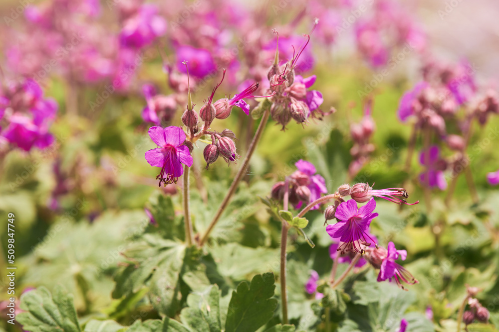 The Balkan Cranesbill or Geranium macrorrhizum. It is a cranesbill with beautiful lilac-pink flowers. The Balkan Cranesbill or Geranium macrorrhizum. It is a cranesbill with beautiful lilac-pink flowers.