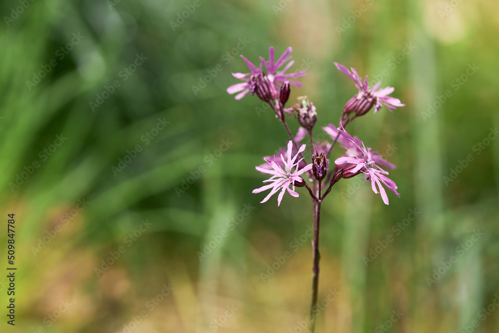 Close-up of flowering Lychnis flos-cuculi or Ragged robin. Pink flowers of Ragged-Robin  in a meadow