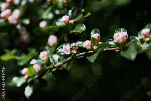 A Bearberry cotoneaster Radicans white flower blooming in spring.  Latin name - Cotoneaster dammeri Radicans photo