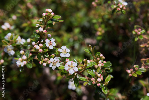 The flowers of the Desert Baeckea shrub (Baeckea crassifolia) blooming in spring photo