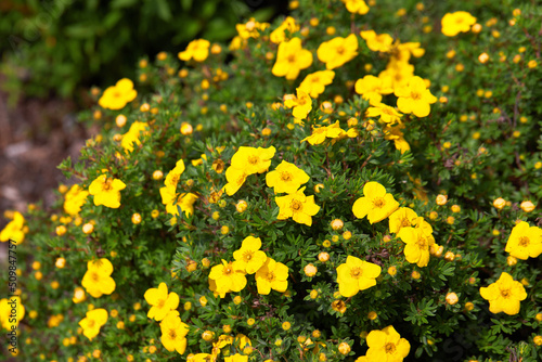 Bright yellow flowers of Dasiphora fruticosa on a Bush in the garden in summer. Shrubby Cinquefoil or Potentilla fruticosa 'King Cup'