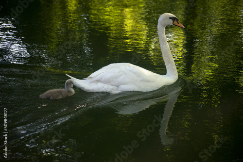 View of family swan with mother and baby swimming in the water