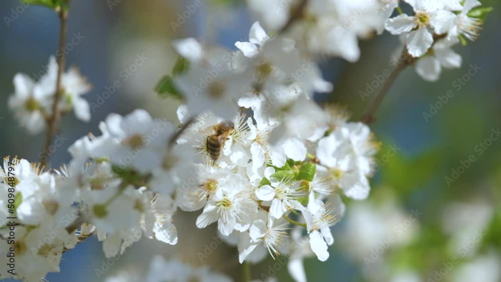 Twigs of cherry tree with white blossoming flowers in early spring Twigs of cherry tree with white blossoming flowers in early spring