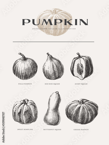 Hand-drawn pumpkins of different types and shapes. Vegetables, cut and whole. Organic food concept. They can be used as a decoration element for markets and packaging. Vintage botanical illustrations.