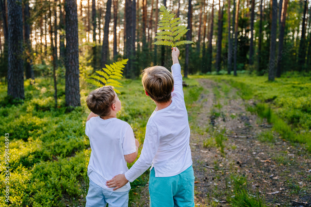 Summer vacation for inquisitive kids in forest. Rear view of of two happy friends boys looking through fern having fun together in nature. Summer vacation for inquisitive kids in forest. Rear view of of two happy friends boys looking through fern having fun together in nature.