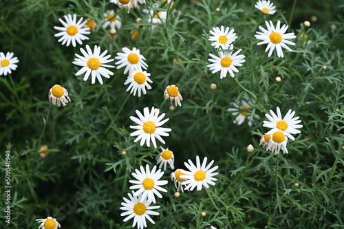 Paris daisy also known as Argyranthemum frutescens  marguerite or marguerite daisy  is a perennial plant known for its flowers blooming in garden