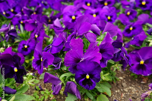 Purple Pansy flower blooming in Spring, closeup - 紫色 パンジー