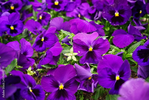 Purple Pansy flower blooming in Spring, closeup - 紫色 パンジー