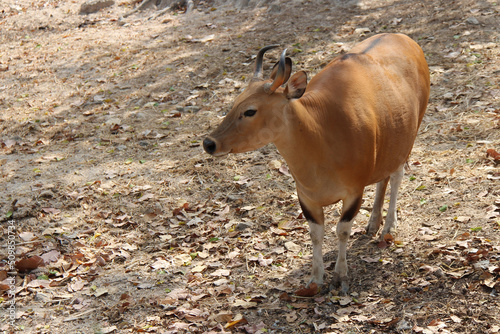 banteng in a zoo in thailand photo
