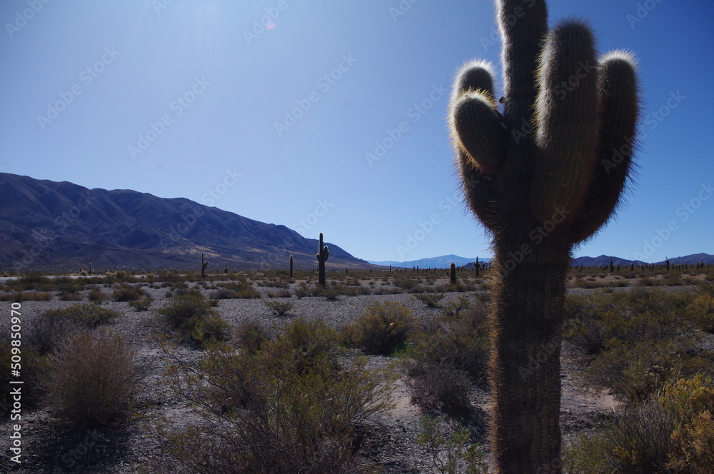 Cactus con reflejo en las espinas