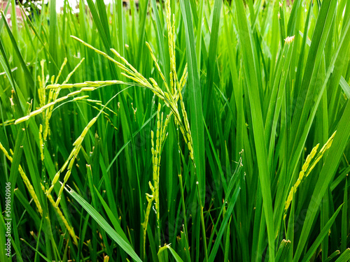 The green rice is growing