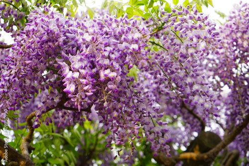 Purple and White Wisteria Flower at Hakodate Goryokaku in Hokkaido, Japan - 日本 北海道 函館市 五稜郭 公園 藤棚