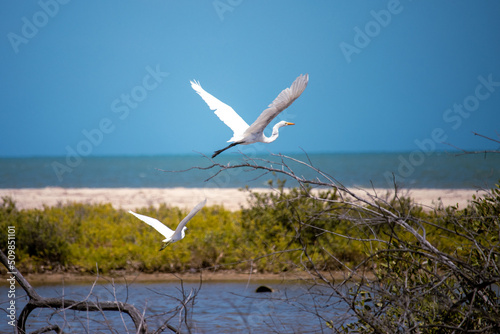 white seagull bird on the beach