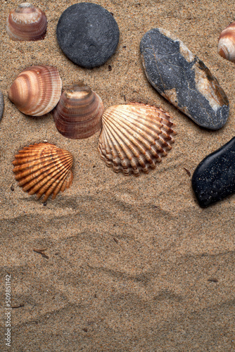 Shells and stones on the beach sand