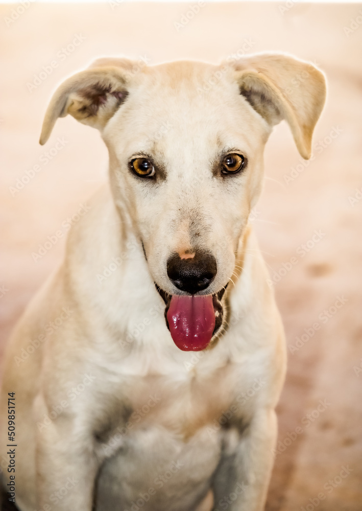 Photo of a white stray dog ​​sitting with its tongue out in Porteirinha, Minas Gerais, Brazil.