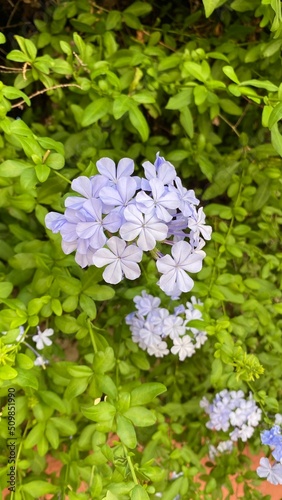 flores de color azul 