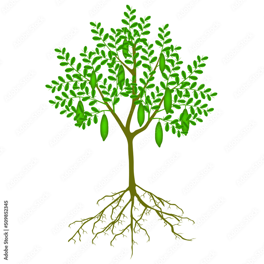 Obraz premium Finger lime tree with fruits on a white background.