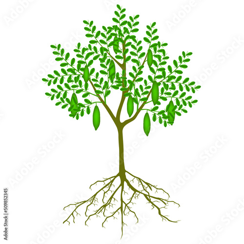 Finger lime tree with fruits on a white background.