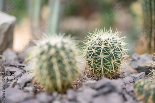 Cactus tree in green house