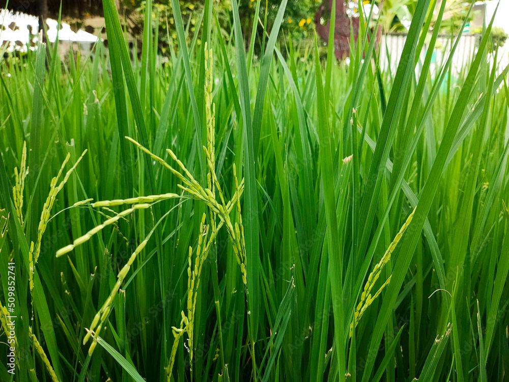 Fototapeta premium The green rice is growing