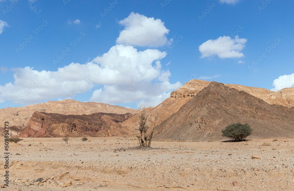 dry tree in Arava desert Israel dry tree in Arava desert Israel